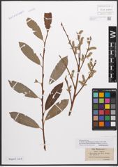 Foto von Salix caprea L. x Salix purpurea L.